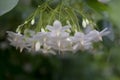 Water Jasmine Flowers in a Cluster Hanging From Delicate Green Stems