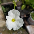 water jasmine flowers or the Mexican-Sword Plant by the roadside Royalty Free Stock Photo