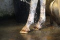 Water jet on the anterior legs of the horse to wash it