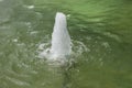 Water jets in the summer in the city. Splashing fountain on a sunny day Royalty Free Stock Photo