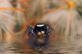 The water of the jumping spider reflection Royalty Free Stock Photo