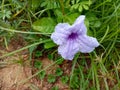 Water kanon Ruellia tuberosa, purple flower blooming on tree with water droplets, after rain falling in the garden. Royalty Free Stock Photo