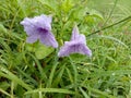 Water kanon Ruellia tuberosa, purple flower blooming on tree with water droplets, after rain falling in the garden. Royalty Free Stock Photo