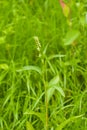 Water knotweed or Persicaria amphibia blossom close-up in grass, selective focus, shallow DOF