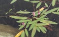 Water knotweed smartweed flowers growing in Lake Emre in Phrygia Valley Natural Park Frig Vadisi Tabiat Parki, Ihsaniye,