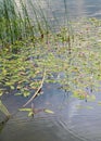 Water knotweed smartweed flowers growing in Lake Emre in Phrygia Valley Natural Park Frig Vadisi Tabiat Parki, Ihsaniye,