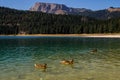 Water of the lake; pine forest and mountains. Stunning background with nature and ducksTu
