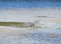 Water landing Egret