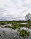 Green grass in the water and ducks sitting on the shore near the lake horizon. Royalty Free Stock Photo