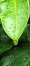 water on leaf air diatas daun Royalty Free Stock Photo