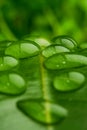 Water on leaf closeup