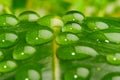 Water on leaf closeup