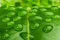 Water on leaf closeup