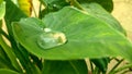 water on leaf Royalty Free Stock Photo