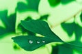 water on the leaf of ginkgo Royalty Free Stock Photo
