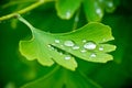 Water on the leaf of ginkgo Royalty Free Stock Photo