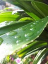 Water on Leaf