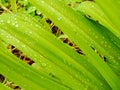 Water on the Leaves