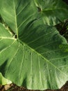 Water on leaves