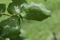 Water on the leaves.