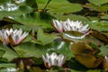 Water lelys bloom beautifully among the green leaves