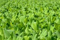 Water lettuce is an aquatic plant that floats in still water