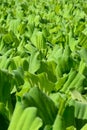 Water lettuce is an aquatic plant that floats in still water