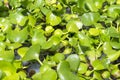 Water Lettuce Aquatic Plant