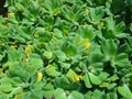 Water lettuce - Aquatic and wetland plants Royalty Free Stock Photo