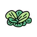 water lettuce color icon vector illustration