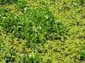 Water lettuce and water hyacinth Royalty Free Stock Photo