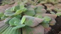 Water Lettuce in the like Royalty Free Stock Photo