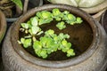 Water lettuce (Pistia stratiotes L.). Royalty Free Stock Photo