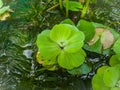 The Water Lettuce, Pistia stratiotes Linnaeus Areceae. floating water plant close up shot