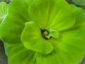 The Water Lettuce, Pistia stratiotes Linnaeus Areceae. floating water plant close up shot