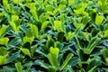 Water lettuce or Pistia stratiotes, nile cabbage, shellflower Royalty Free Stock Photo