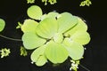 Green water Lettuce on the water. Royalty Free Stock Photo