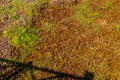 Water Lettuce at Thale Noi Waterbird Park, Phatthalung Thailand