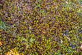 Water Lettuce at Thale Noi Waterbird Park, Phatthalung Thailand