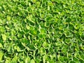 Water Lettuce is used for wastewater treatment. Royalty Free Stock Photo