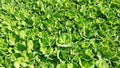 Water Lettuce is used for wastewater treatment. Top View Royalty Free Stock Photo