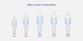 Water levels in human body in different ages- human age, water level,water percentage, Vector EPS 10 Royalty Free Stock Photo