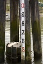 Water level indicator Royalty Free Stock Photo