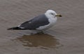 Water level rising, seabirds stood motionless in the water Royalty Free Stock Photo