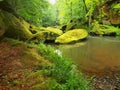 Water level under fresh green trees at mountain river. Fresh spring air in the evening Royalty Free Stock Photo