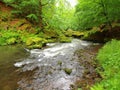 Water level under fresh green trees at mountain river. Fresh spring air in the evening Royalty Free Stock Photo