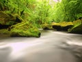 Water level under fresh green trees at mountain river. Fresh spring air in the evening Royalty Free Stock Photo