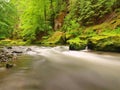 Water level under fresh green trees at mountain river. Fresh spring air in the evening Royalty Free Stock Photo