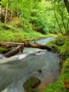 Water level under fresh green trees at mountain river. Fresh spring air in the evening Royalty Free Stock Photo