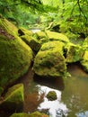 Water level under fresh green trees at mountain river. Fresh spring air in the evening Royalty Free Stock Photo